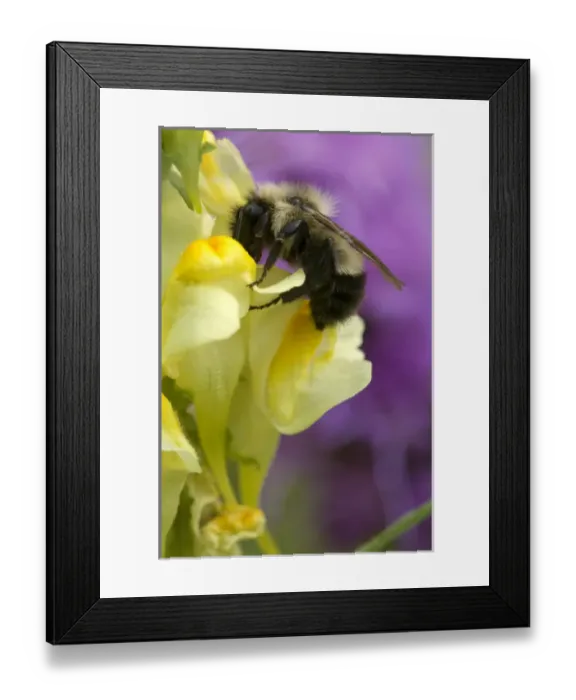 Framed Print : Flowering plants; flower; floral; color; spring; close-up; macro; garden
