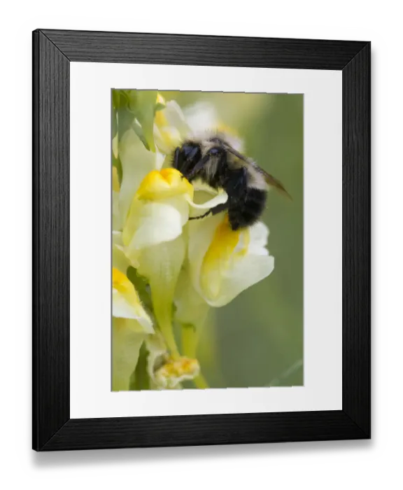 Framed Print : Flowering plants; flower; floral; color; spring; close-up; macro; garden