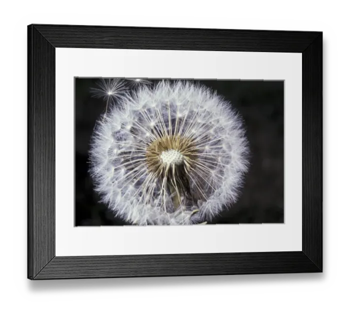 Framed Print : Dandelion seeds Framed Print : Dandelion seeds