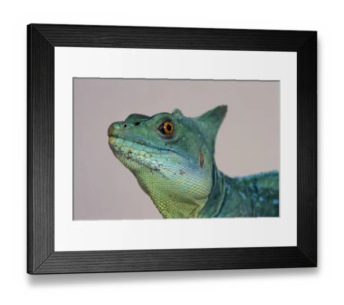 Framed Print : Green Basilisk (Basillicus plumifrons) Framed Print : Green Basilisk (Basillicus plumifrons)