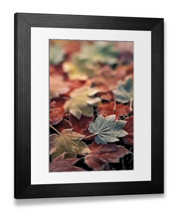 Framed Print : USA, Pacific Northwest Japanese maple leaves (Acer Palmatum), selective focus Framed Print : USA, Pacific Northwest Japanese maple leaves (Acer Palmatum), selective focus