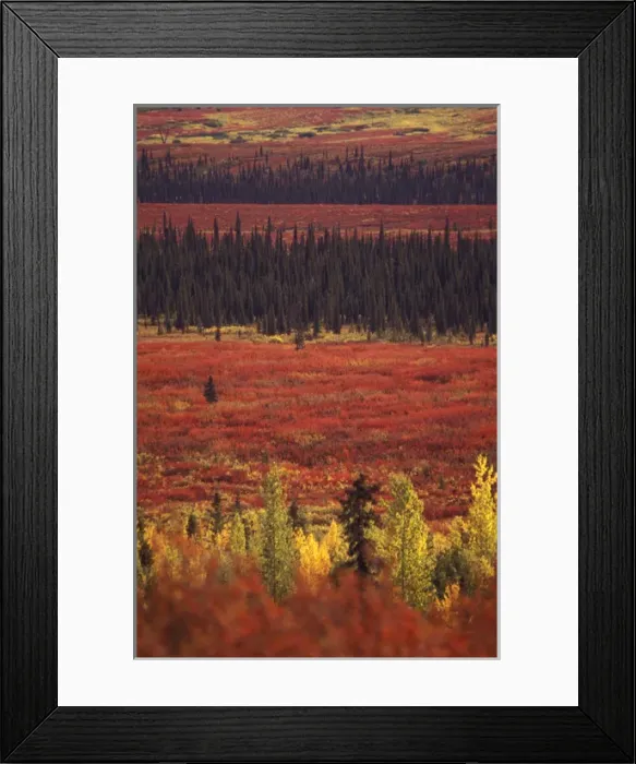 Framed Print : USA, Alaska, Denali NP Peak fall color; white spruce, aspen, bearberry bushes Framed Print : USA, Alaska, Denali NP Peak fall color; white spruce, aspen, bearberry bushes