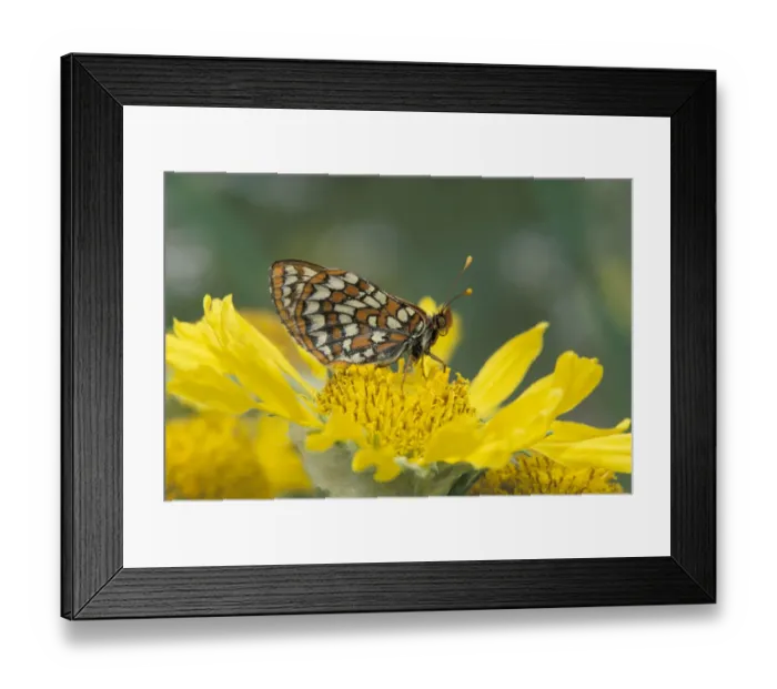 Framed Print : NA, USA, Colorado, Mt. Evans Anicia Checkerspot (Euphydryas anicia) Framed Print : NA, USA, Colorado, Mt. Evans Anicia Checkerspot (Euphydryas anicia)