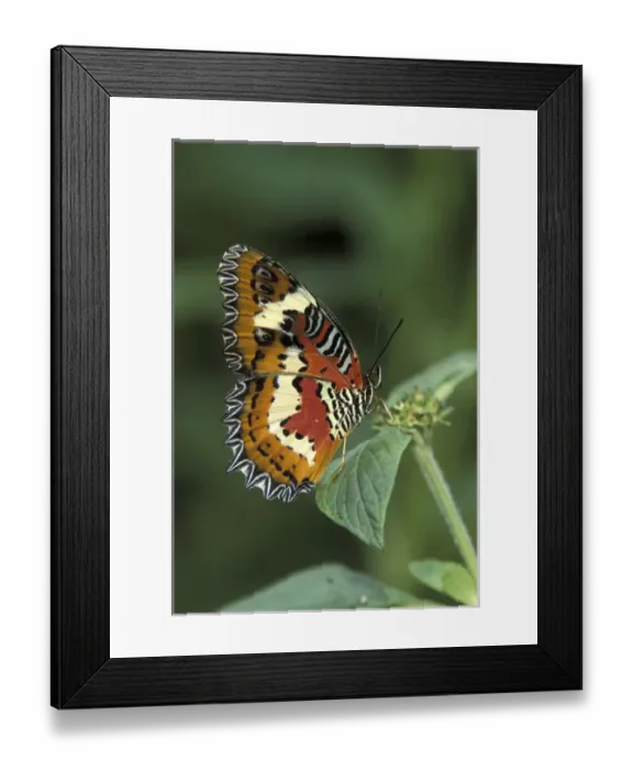 Framed Print : Malay Lacewing butterfly (Cethosia hypsea) Framed Print : Malay Lacewing butterfly (Cethosia hypsea)