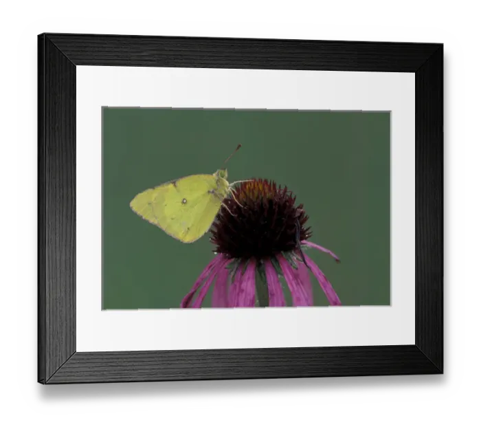 Framed Print : Orange Sulphur butterfly (Colias eurytheme) Framed Print : Orange Sulphur butterfly (Colias eurytheme)