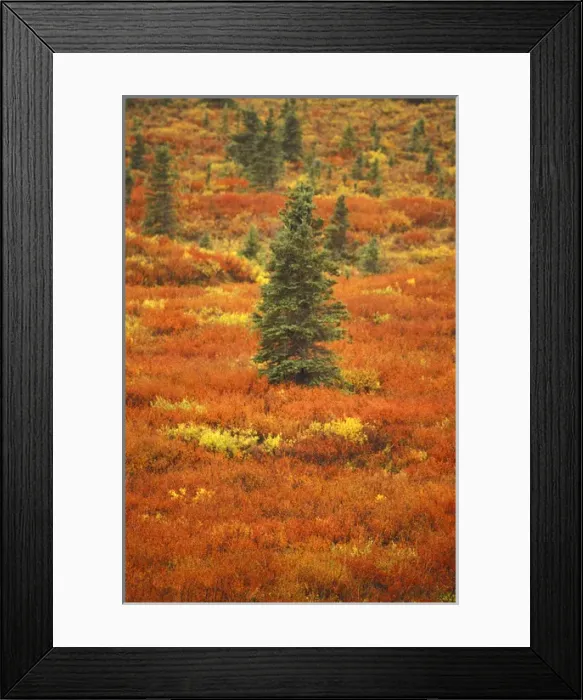 Framed Print : USA, Alaska, Denali NP Peak fall colors; black spruce, bearberry and blueberry bushes Framed Print : USA, Alaska, Denali NP Peak fall colors; black spruce, bearberry and blueberry bushes