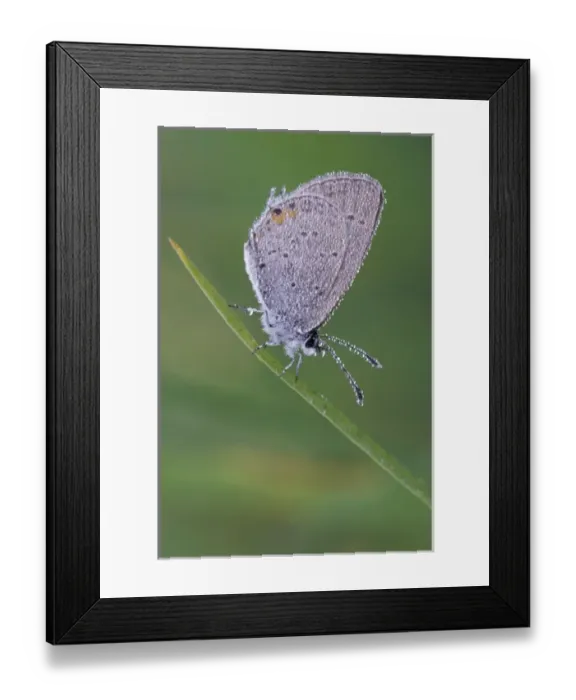 Framed Print : Dew-covered Eastern-tailed Blue butterfly Framed Print : Dew-covered Eastern-tailed Blue butterfly