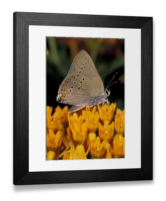 Framed Print : Coral Hairstreak on milkweed flowers Framed Print : Coral Hairstreak on milkweed flowers