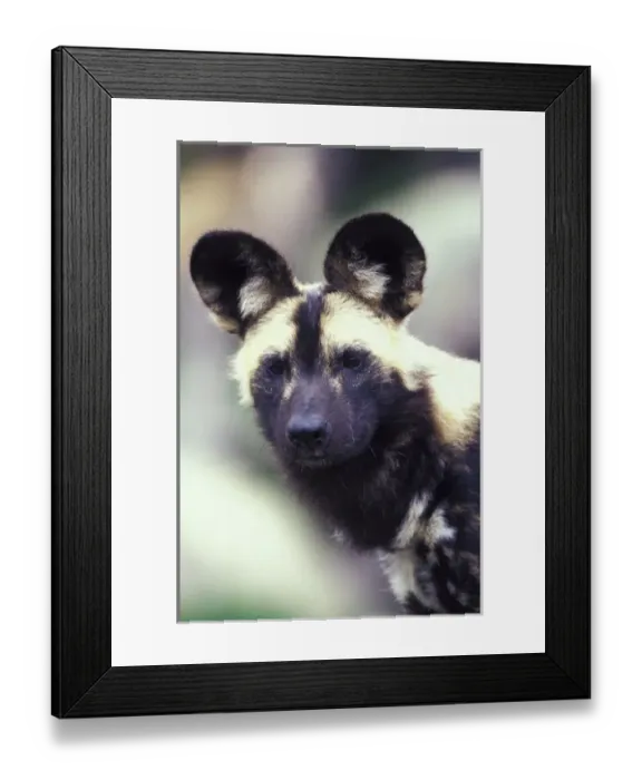 Framed Print : Wild dog (Lycanon pictus) Framed Print : Wild dog (Lycanon pictus)