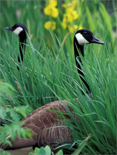Canadian geese (Branta canadensis) in tall grass around pond