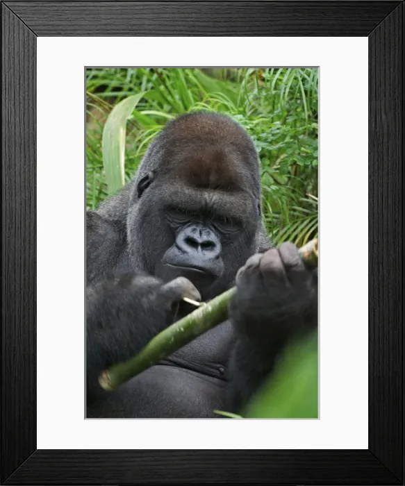 Framed Print : Silverback Lowland Gorilla working with tool Gorilla gorilla Captive Framed Print : Silverback Lowland Gorilla working with tool Gorilla gorilla Captive