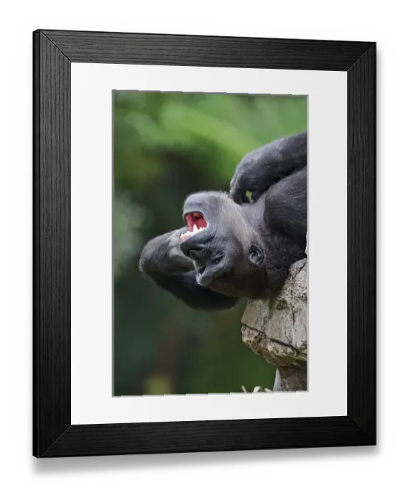Framed Print : Sub adult male Lowland Gorilla Gorilla gorilla Captive Sub adult male Lowland Framed Print : Sub adult male Lowland Gorilla Gorilla gorilla Captive Sub adult male Lowland