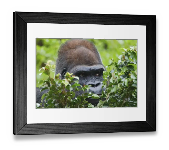 Framed Print : Silverback Lowland Gorilla Gorilla gorilla Captive Silverback Lowland GorillaGorilla