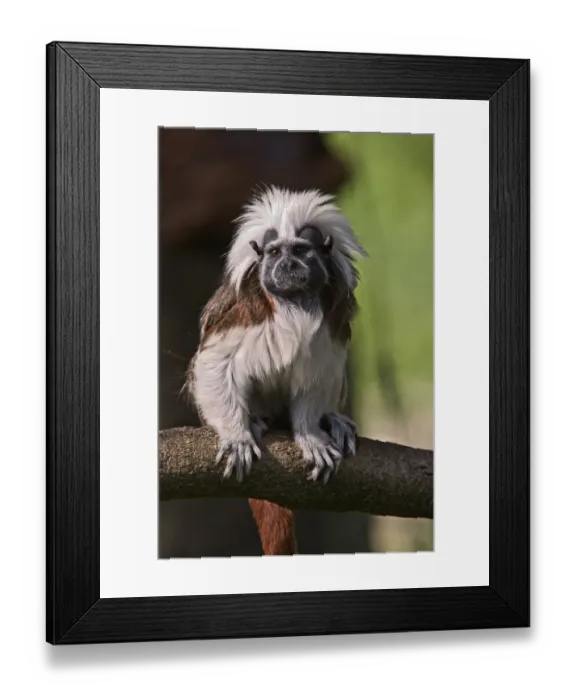 Framed Print : Cotton-topped Tamarin Saguinus oedipus oedipus Captive Cotton-topped TamarinSaguinus Framed Print : Cotton-topped Tamarin Saguinus oedipus oedipus Captive Cotton-topped TamarinSaguinus