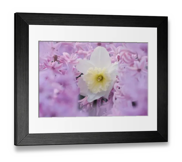 Framed Print : Jonquil, Narcissis spp. among hyacinth flowers, Indianapolis, Indiana Framed Print : Jonquil, Narcissis spp. among hyacinth flowers, Indianapolis, Indiana