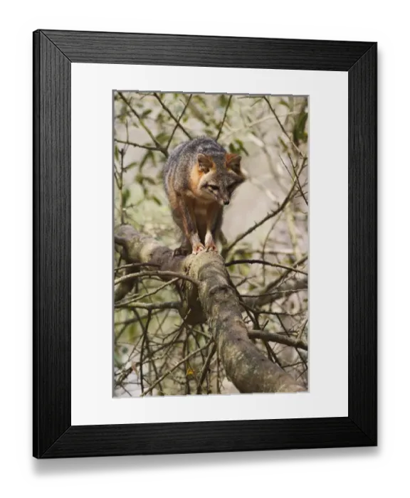 Framed Print : Gray Fox in tree, Urocyon cinereoargenteus
