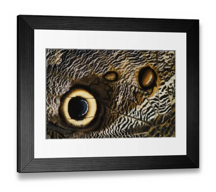 Framed Print : Close-up pattern on underside of Owl Butterfly wing Caligo memnon