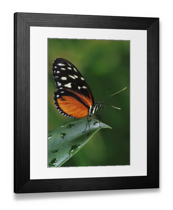 Framed Print : Golden Helicon, Heliconius hecale Found throughout Central and tropical South America Framed Print : Golden Helicon, Heliconius hecale Found throughout Central and tropical South America