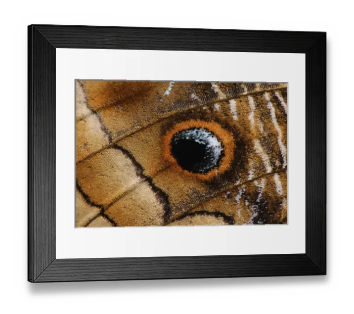 Framed Print : Wing pattern on Owl Butterfly, Caligo memnon Framed Print : Wing pattern on Owl Butterfly, Caligo memnon