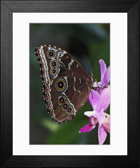 Framed Print : Blue Morpho Butterfly Morpho menelaus Blue Morpho ButterflyMorpho menelaus Framed Print : Blue Morpho Butterfly Morpho menelaus Blue Morpho ButterflyMorpho menelaus