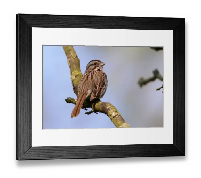 Framed Print : Song Sparrow, Melospiza melodia Song Sparrow, Melospiza melodia Framed Print : Song Sparrow, Melospiza melodia Song Sparrow, Melospiza melodia