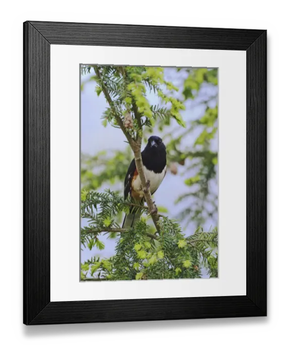 Framed Print : Male Rufous-sided Towhee Pipilo erythrophthalmus Male Rufous-sided TowheePipilo Framed Print : Male Rufous-sided Towhee Pipilo erythrophthalmus Male Rufous-sided TowheePipilo
