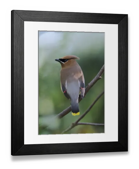 Framed Print : Cedar Waxwing Bombycilla cedrorum Cedar WaxwingBombycilla cedrorum Framed Print : Cedar Waxwing Bombycilla cedrorum Cedar WaxwingBombycilla cedrorum