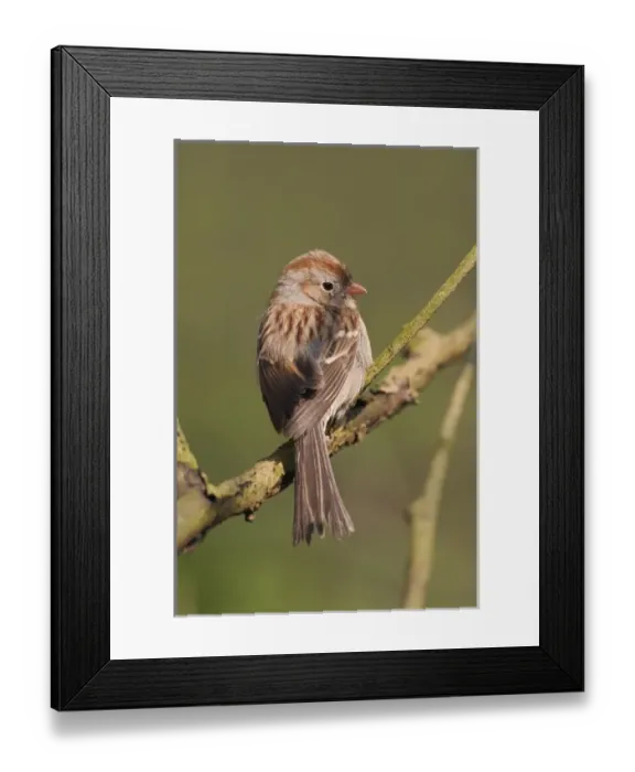Framed Print : Field Sparrow Spizella pusilla Field SparrowSpizella pusilla Field SparrowSpizella