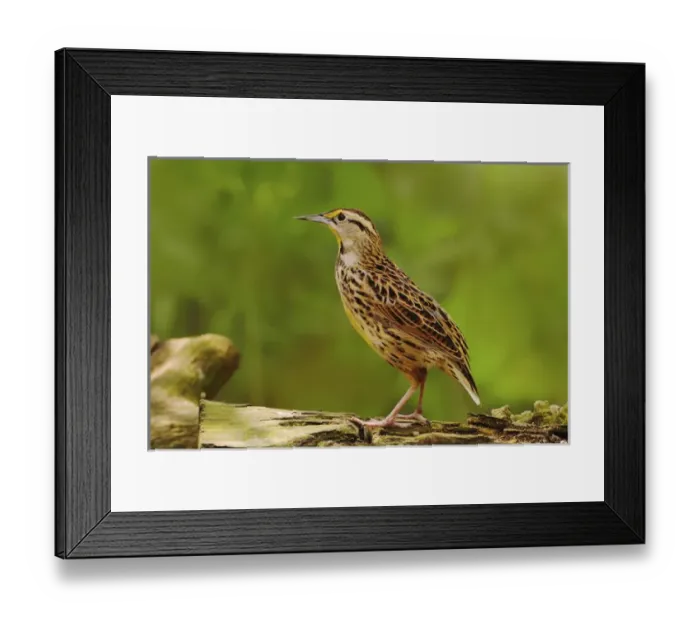 Framed Print : Eastern Meadowlark, Sturnella magna