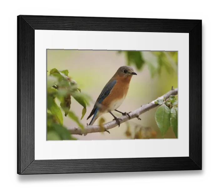 Framed Print : Female Eastern Bluebird, Sialia sialis Framed Print : Female Eastern Bluebird, Sialia sialis