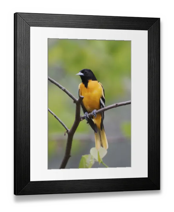 Framed Print : Male Baltimore Oriole, Icterus galbula Male Baltimore Oriole, Icterus galbula Framed Print : Male Baltimore Oriole, Icterus galbula Male Baltimore Oriole, Icterus galbula