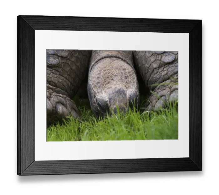 Framed Print : Aldabra Tortoise, Geochelone gigantea, native to Aldabra Island near the Seychelles