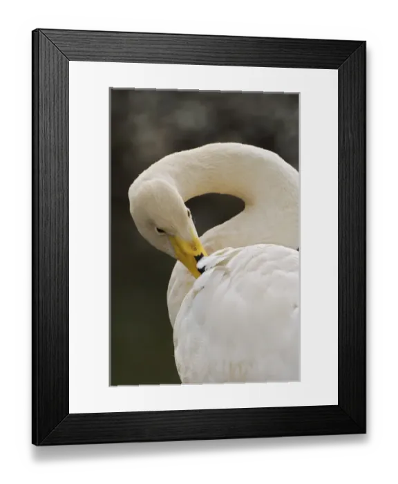 Framed Print : Whooper Swan, Cygnus cygnus Framed Print : Whooper Swan, Cygnus cygnus
