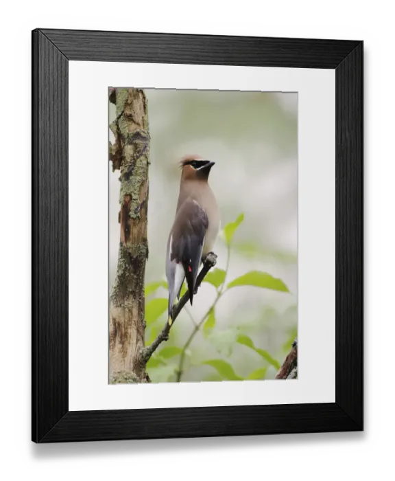 Framed Print : Cedar Waxwing, Bombycilla cedrorum Framed Print : Cedar Waxwing, Bombycilla cedrorum
