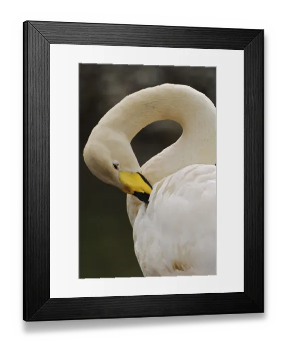 Framed Print : Whooper Swan, Cygnus cygnus Framed Print : Whooper Swan, Cygnus cygnus