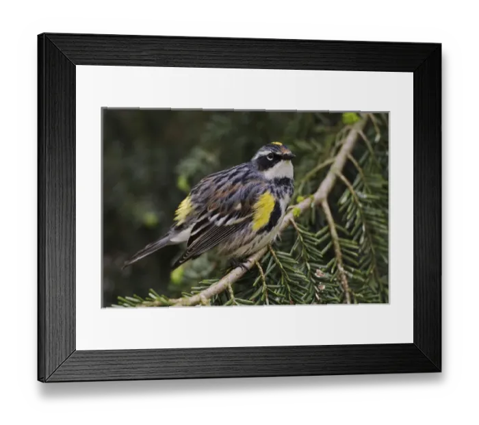 Framed Print : Male Yellow-rumped Warbler, Dendroica coronata Male Yellow-rumped Warbler