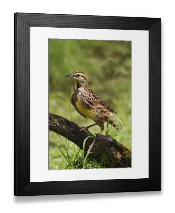Framed Print : Eastern Meadowlark, Sturnella magna Framed Print : Eastern Meadowlark, Sturnella magna