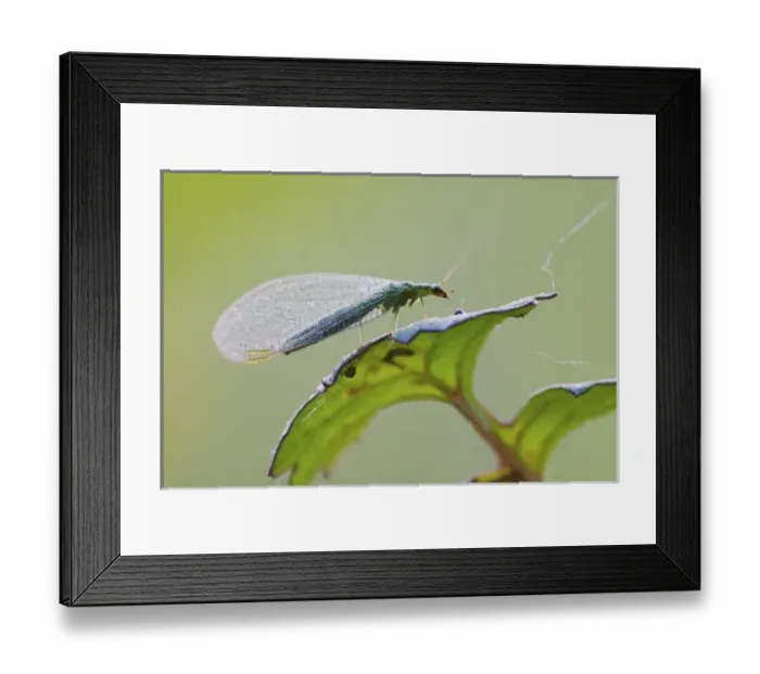 Framed Print : Green Lacewing Chrysopa spp. Green Lacewing Chrysopa spp. Green LacewingChrysopa spp Framed Print : Green Lacewing Chrysopa spp. Green Lacewing Chrysopa spp. Green LacewingChrysopa spp