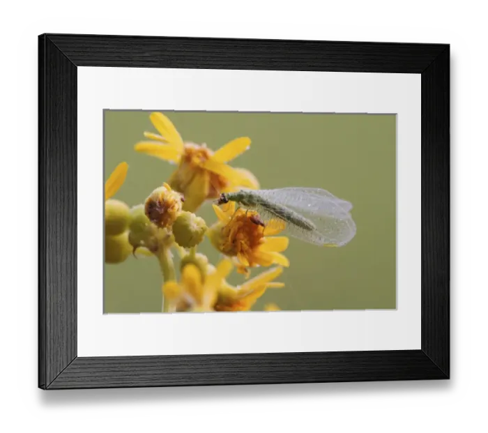 Framed Print : Green Lacewing Chrysopa spp. Green LacewingChrysopa spp. Green LacewingChrysopa
