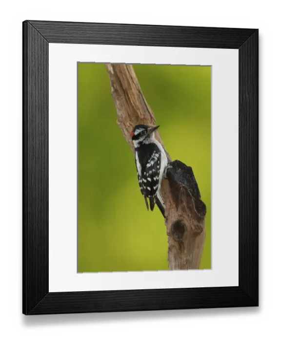Framed Print : Downy Woodpecker, Picoides pubescens Framed Print : Downy Woodpecker, Picoides pubescens