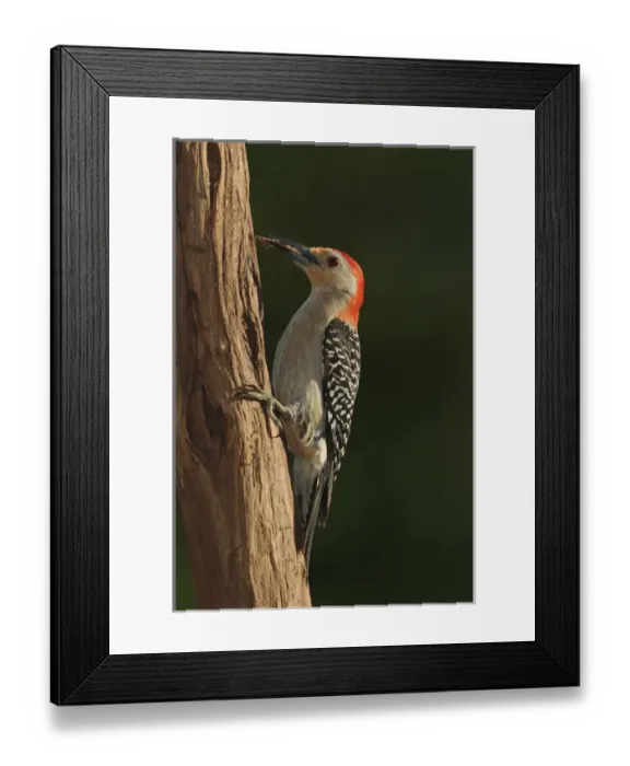 Framed Print : Red-bellied Woodpecker with prey, Melanerpes carolinus Red-bellied Woodpecker with prey Framed Print : Red-bellied Woodpecker with prey, Melanerpes carolinus Red-bellied Woodpecker with prey