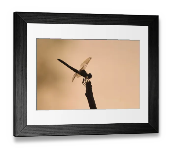 Framed Print : Sandhill cranes (Grus canadensis) fly by a full moon at sunset, Bosque del Apache Framed Print : Sandhill cranes (Grus canadensis) fly by a full moon at sunset, Bosque del Apache