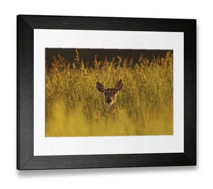 Framed Print : Female White-tailed Deer backlit in tall grass, western Kentucky, Odocoileus virginianus Framed Print : Female White-tailed Deer backlit in tall grass, western Kentucky, Odocoileus virginianus