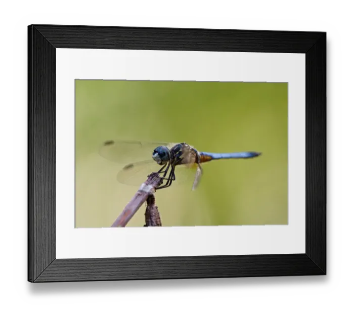 Framed Print : Swift Long-winged Skimmer, Pachydiplax longipennis, Kentucky Framed Print : Swift Long-winged Skimmer, Pachydiplax longipennis, Kentucky