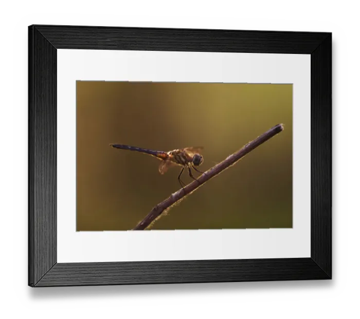 Framed Print : Backlit Green Darner, Anax junius, Kentucky Framed Print : Backlit Green Darner, Anax junius, Kentucky