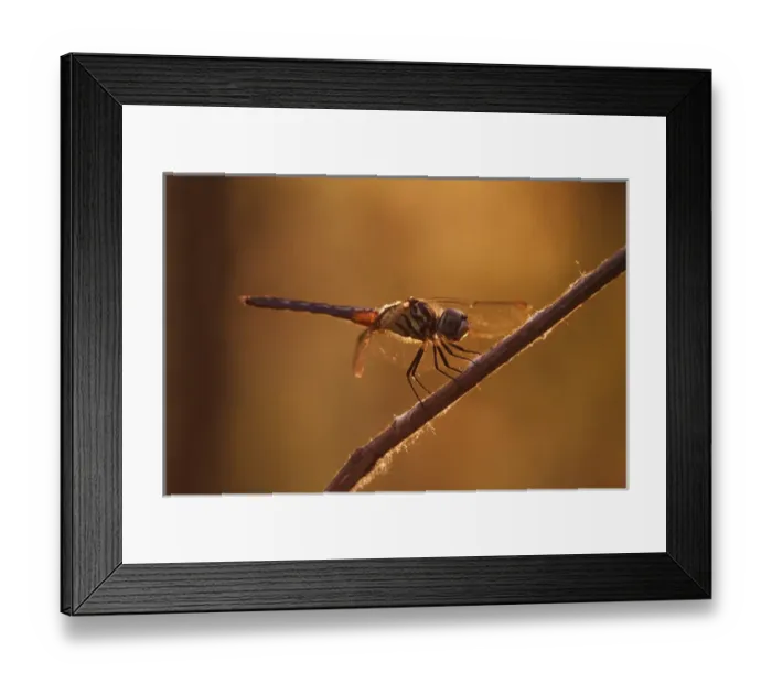 Framed Print : Backlit Green Darner, Anax junius, Kentucky Framed Print : Backlit Green Darner, Anax junius, Kentucky