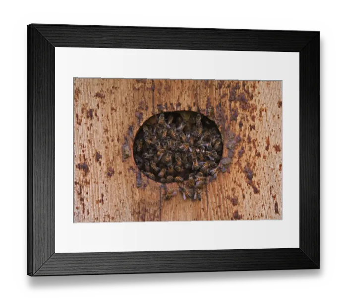Framed Print : Honey Bees with hive in bird house, Apis mellifera Framed Print : Honey Bees with hive in bird house, Apis mellifera