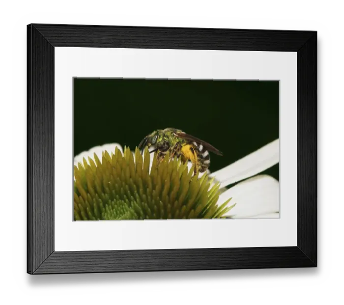 Framed Print : Virescent Green Metallic Bee; Agapostemon virescens Virescent Green Metallic Framed Print : Virescent Green Metallic Bee; Agapostemon virescens Virescent Green Metallic