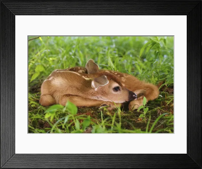 Framed Print : Two day old White-tailed Deer fawn, Odocoileus virginianus Two day old White-tailed Deer fawn