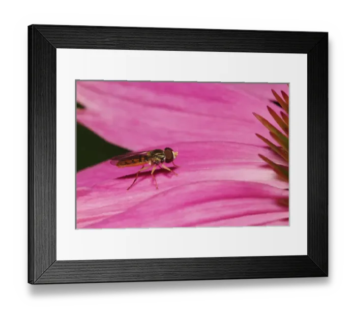 Framed Print : Toxomerus Hover Fly or Flower Fly, Toxomerus spp Toxomerus Hover Fly or Flower Fly Framed Print : Toxomerus Hover Fly or Flower Fly, Toxomerus spp Toxomerus Hover Fly or Flower Fly